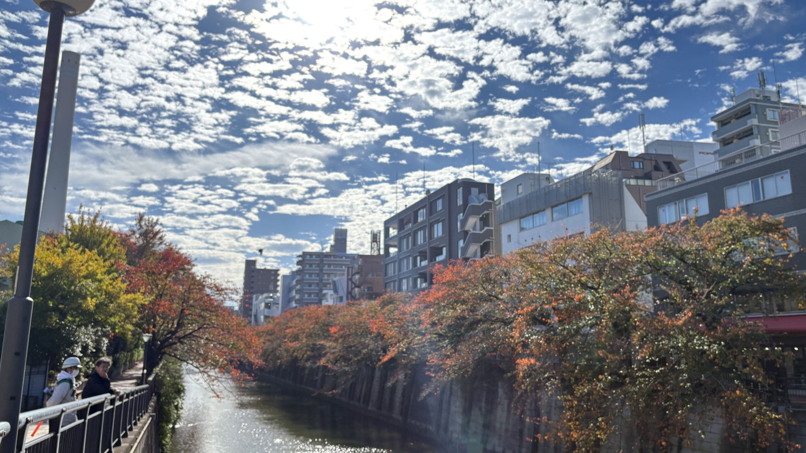 目黒川桜の紅葉