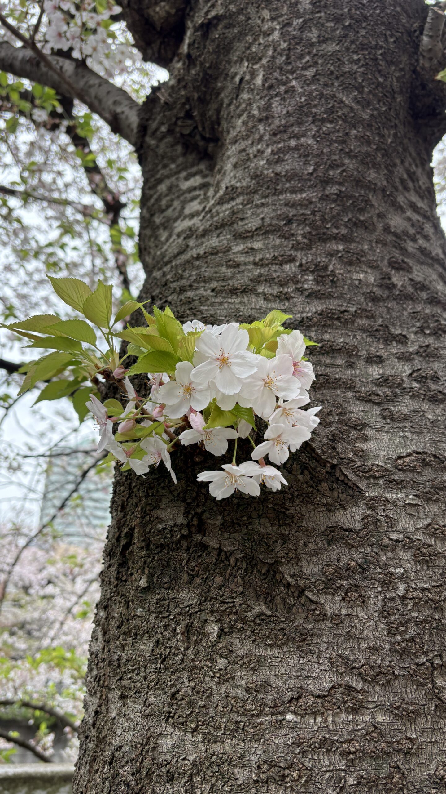 目黒川の花筏（はないかだ）とビル群