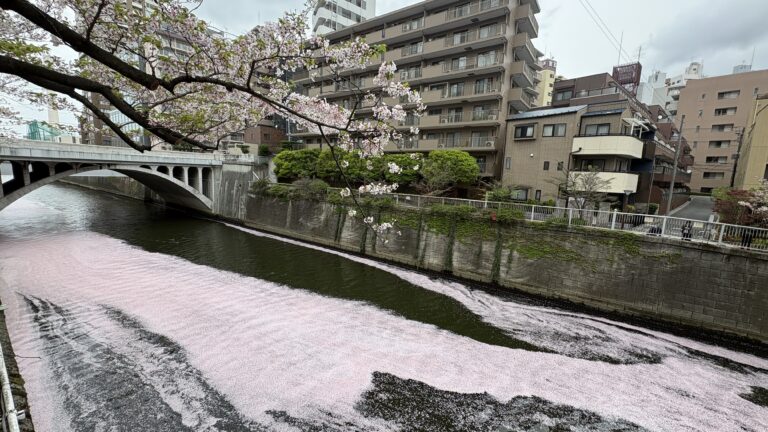 20260407目黒川sakura
