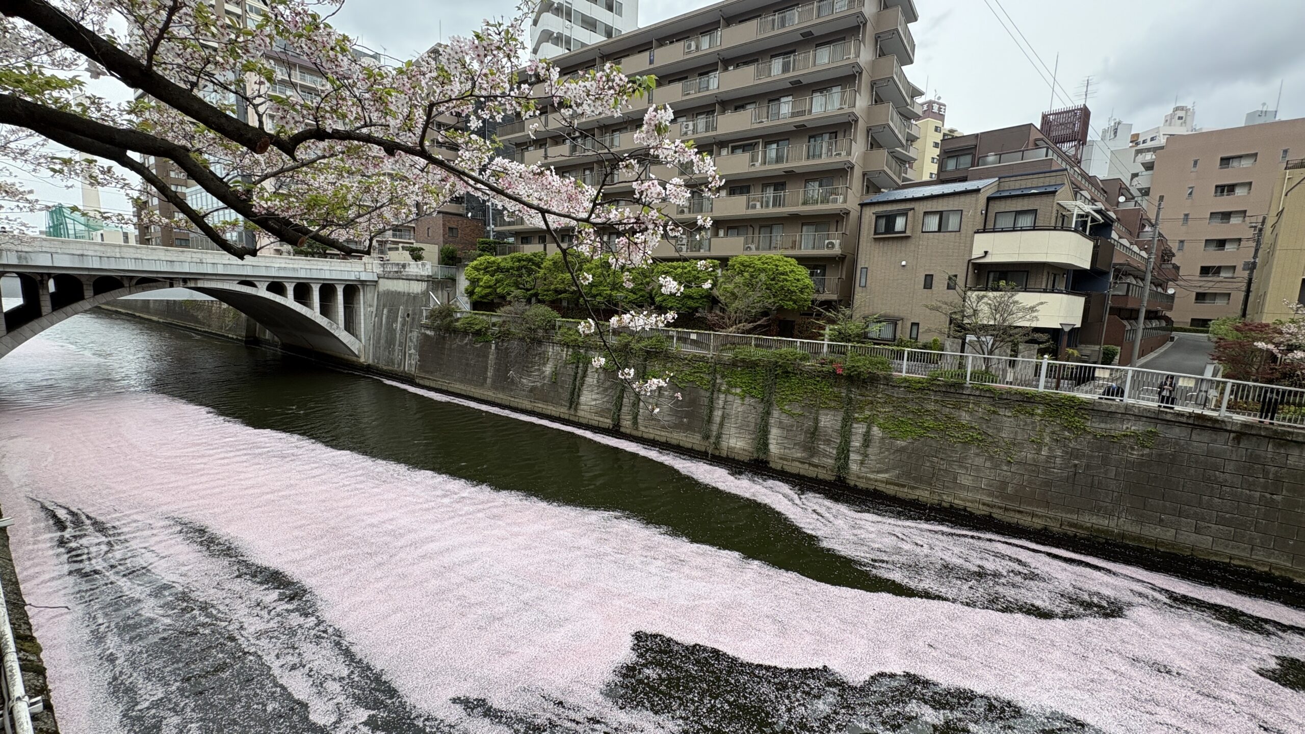 20260407目黒川sakura